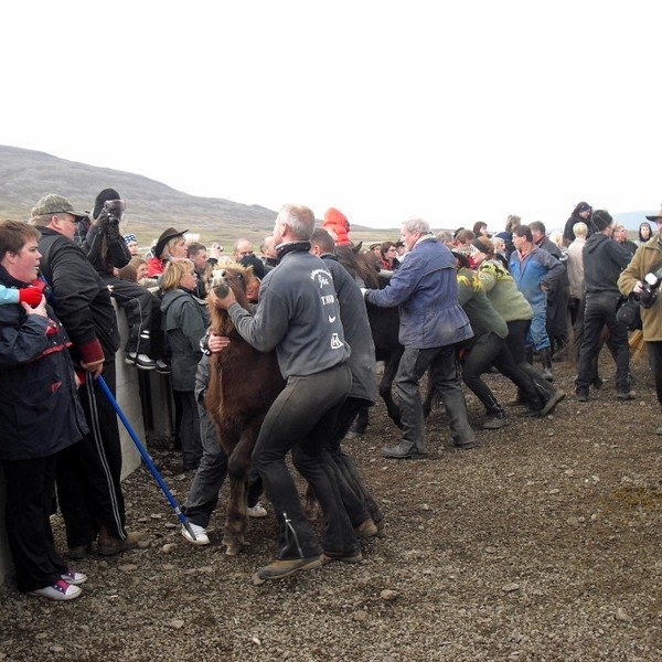 Laufskálaréttir verða þann 29. september