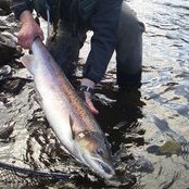 Fyrsti laxinn kominn í Hrútafjarðará