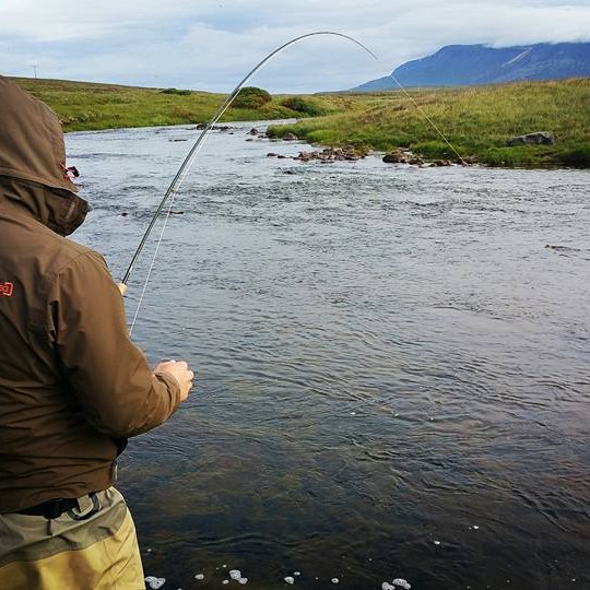 Veiðimaður við Laxá á Ásum. Mynd: Höskuldur B. Erlingsson.