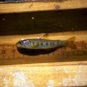 Ný vísindagrein um óðals- og fæðuatferli ungra laxaseiða