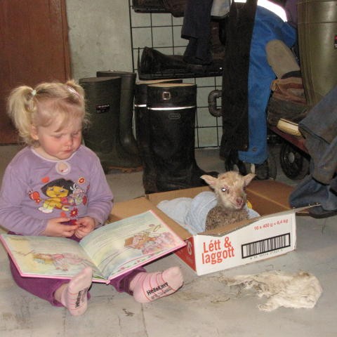 Lesið fyrir veikt lamb