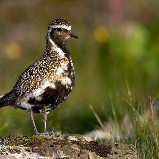 Lóan, -vorboðinn ljúfi. Mynd: Vísindavefurinn.