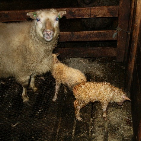 Vorboðar á Reykjum í Miðfirði