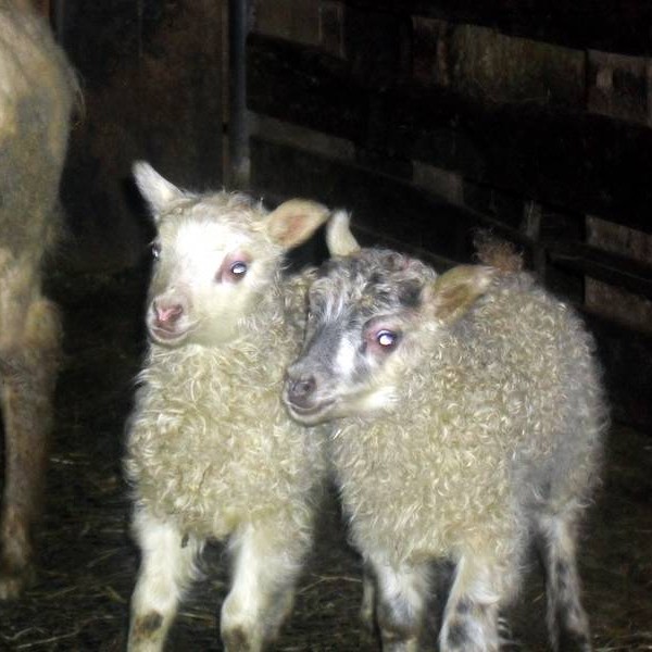 Sauðburður í september