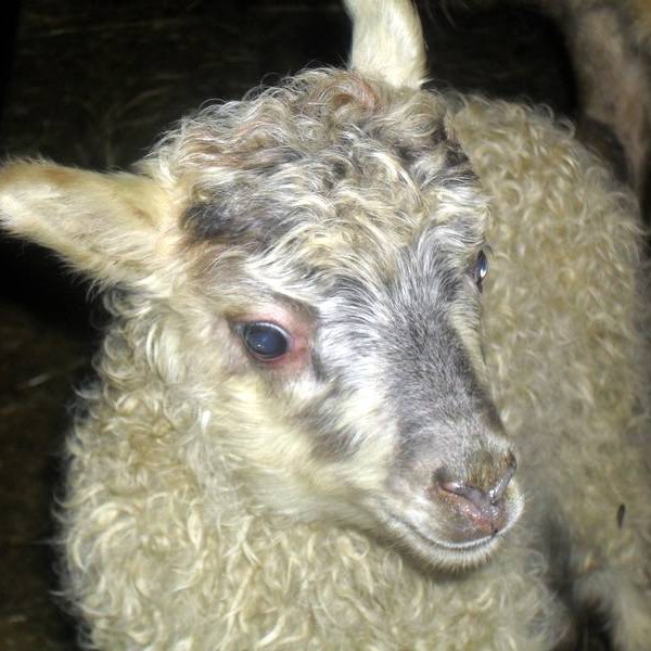 Huga skal að viðkvæmu búfénaði