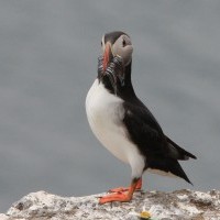 Starfshópur skipaður vegna alvarlegrar stöðu svartfuglastofna