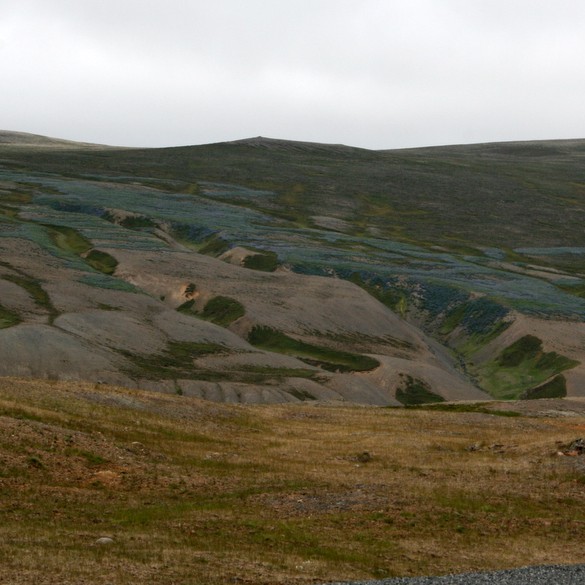 Alaskalúpína og skógarkerfill til vandræða