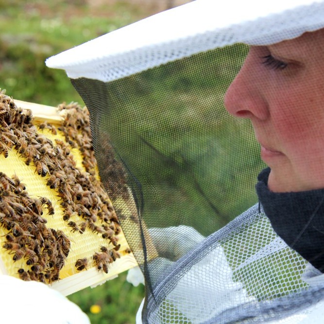 Hunang í heimaframleiðsluna