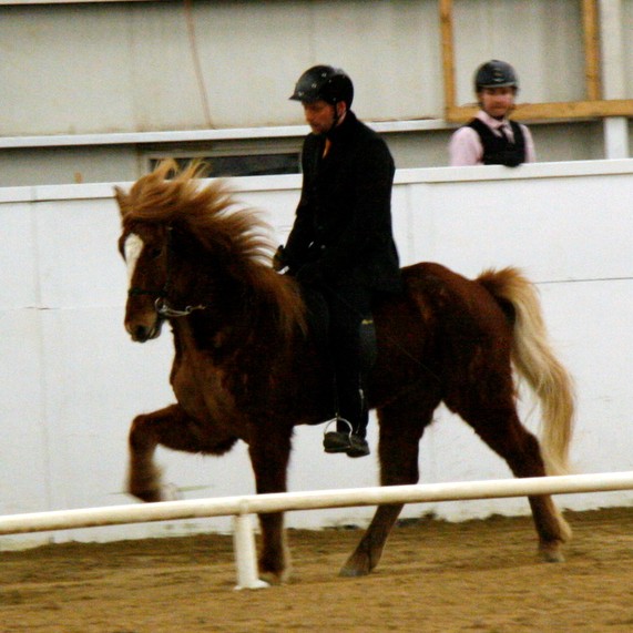 KS-deildin - Ólafur sigraði í töltinu