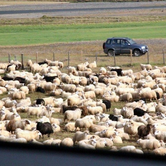 Fé í Miðfarðarrétt. Mynd: Anna Scheving.