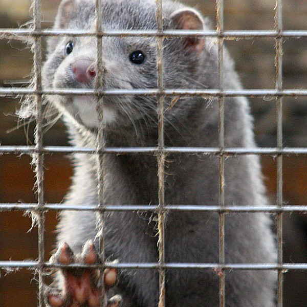 Kínverjar vilja minkakjöt