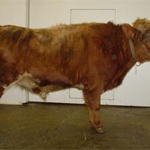 SS hækkar verð til bænda