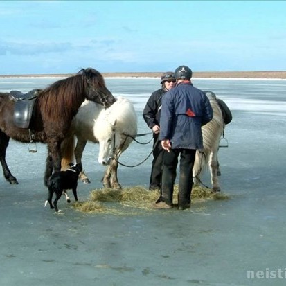 Fjórgangur í Mótaröð Neista