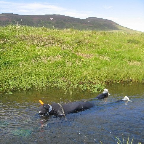 Óðalsatferli laxfiska kannað