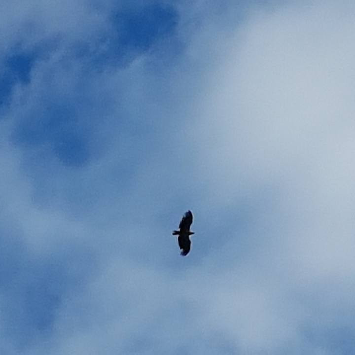 Myndarlegur haförn á flugi. Mynd: Magnús Hinriksson.