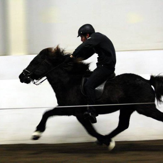 Skeiðgenið greint á Íslandi