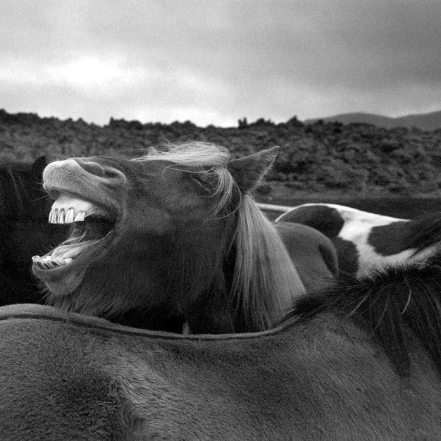 Fjallaland RAX í Miðgarði í kvöld