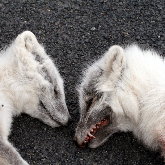 Refastofnar tífaldast á sl. 30 árum - vilja aukið fjármagn til refa- og minkaveiða