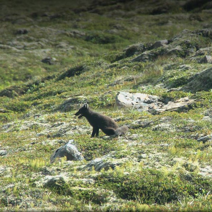 Sveitarstjórn Húnaþings vestra vill að ríkið endurgreiði virðisaukaskatt við refa- og minkaveiðar. Mynd: Árborg Ragnarsdóttir.