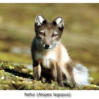 Fara fram á endurgreiðslur á virðisaukaskatti vegna refa- og minkaveiða