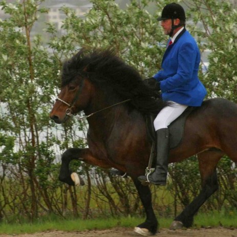 Reidmenn.com er kennsluvefur fyrir hestamenn byggður á hugmyndafræði Reynis Aðalsteinssonar. Vefurinn mun innihalda stigskipt námsefni, upplýsingar um kennara og námskeið og staði. Ljósm./af Karolinafund.