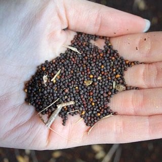 Tilraunir með repjurækt á Vatnsnesi