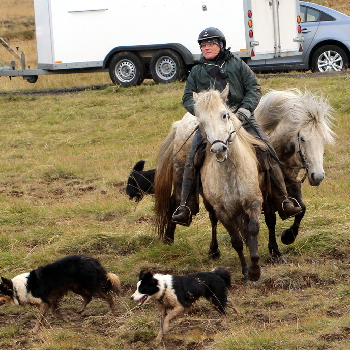 Myndband úr Staðarréttum