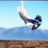 Rjúpnaveiðin að byrja