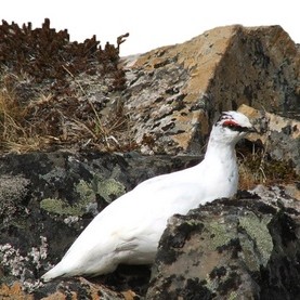 Fyrirkomulag rjúpnaveiða 2013 - hófsemi í fyrirrúmi