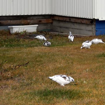 Óbreytt rjúpnaveiði í ár