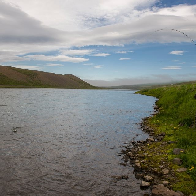 Róbert Freyr Gunnarsson landar laxi í Grjótunum í Blöndu. Mynd: Höskuldur B. Erlingsson.