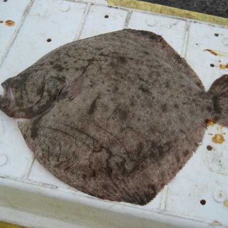 Fagur fiskur úr sjó