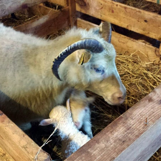 Sólarhringsútsending frá Syðri-Hofdölum