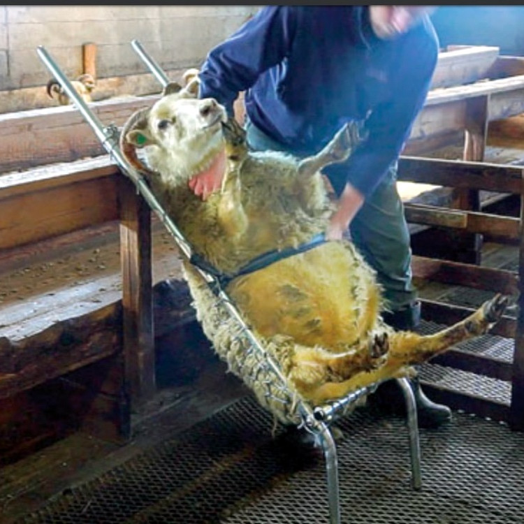 Smá dekur fyrir sumarfríið. Mynd: Bændablaðið