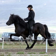 Allir dómar Héraðssýningarinnar á Vindheimamelum