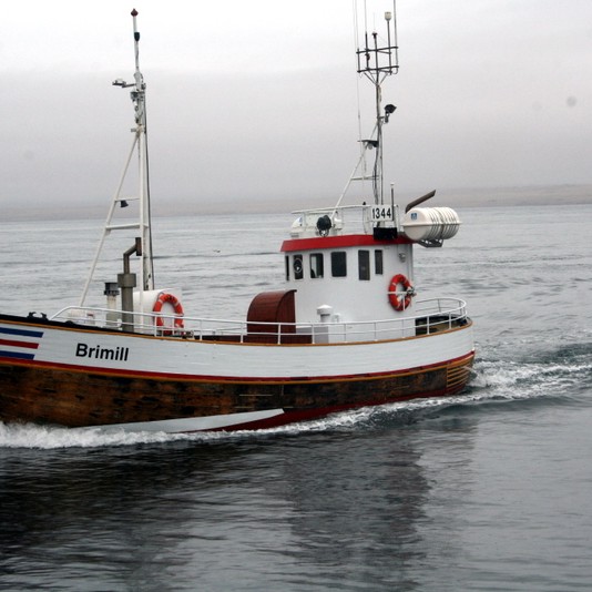 Segja hrefnuveiðar styggja seli við Húnaflóa