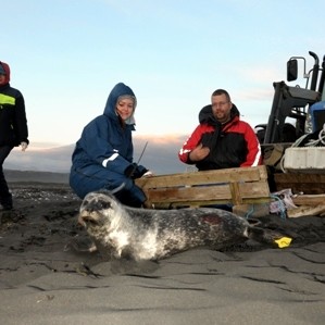 Hægt að nýta selaafurðir á Íslandi betur