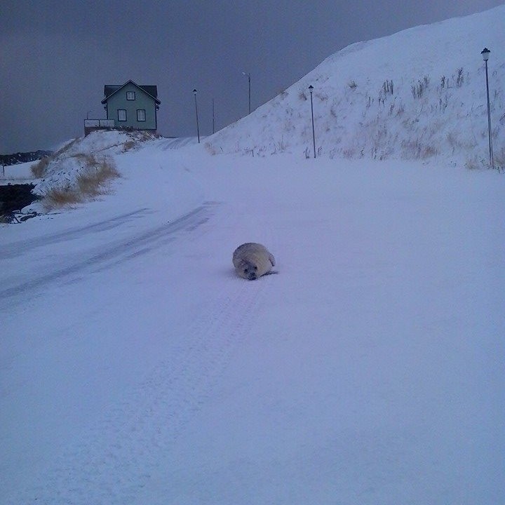 Þessi selkópur heimsótti Kvosina á Hofsósi síðasta vetur. Mynd: MBE.