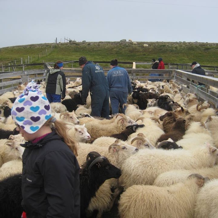 Úr Selnesrétt. Mynd: Gunnar Rögnvaldsson.