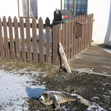 Kópur heimsækir Katrínu