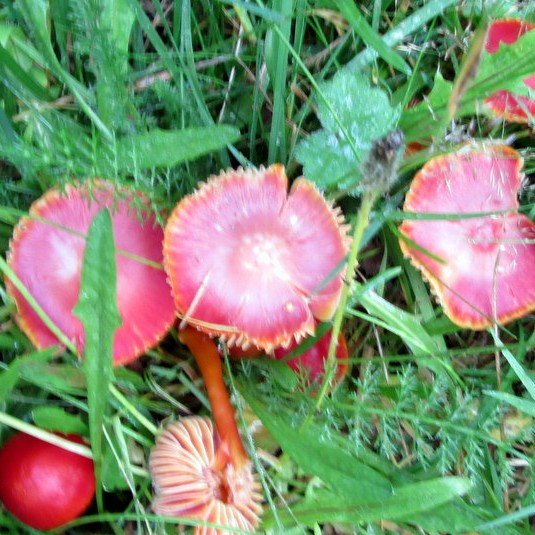 Sveppauppskeran góð - Myndir