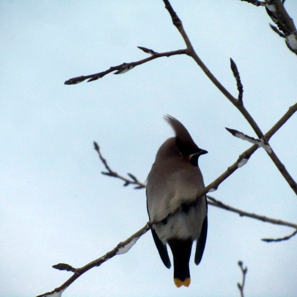 Silkitoppar á Syðstu-Grund