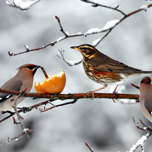 Silkitoppur og skógarþröstur.
