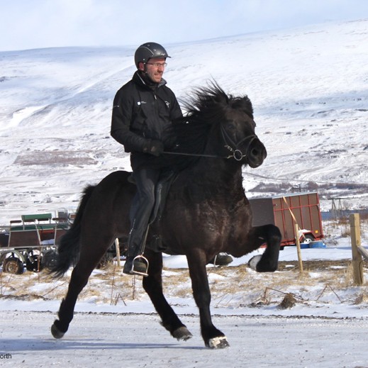 65 hross í fullnaðardóm á Hvammstanga