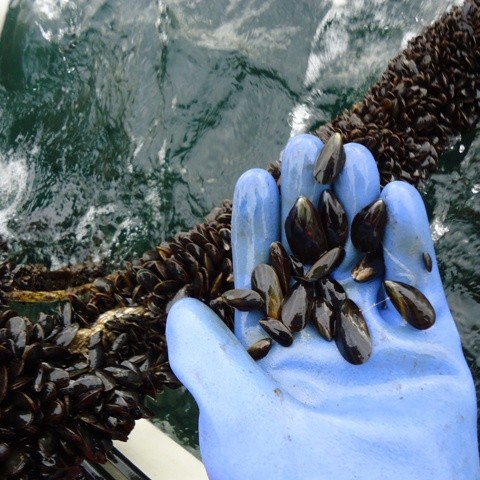 Árangursrík kræklingarækt á Hvammstanga