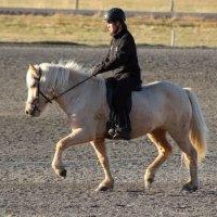 Skilasýning á tamningahrossum á Hólum