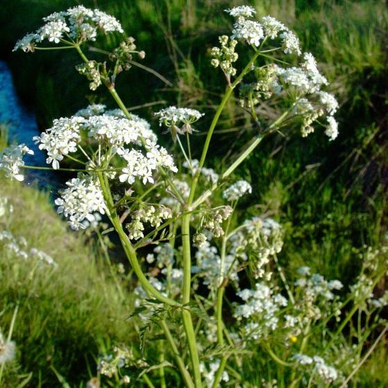 Skógarkerfill hefur breiðst hratt út í Húnavatnshreppi. Mynd: iqz.nl.
