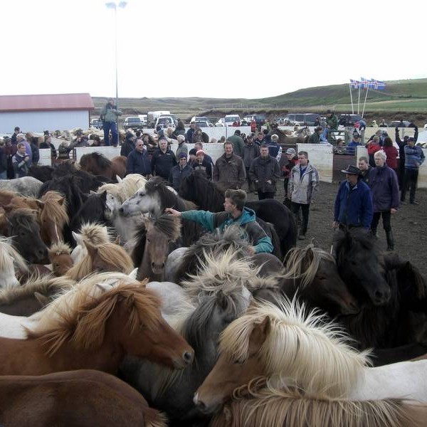 Norðurá farin að ganga nærri Skrapatungurétt
