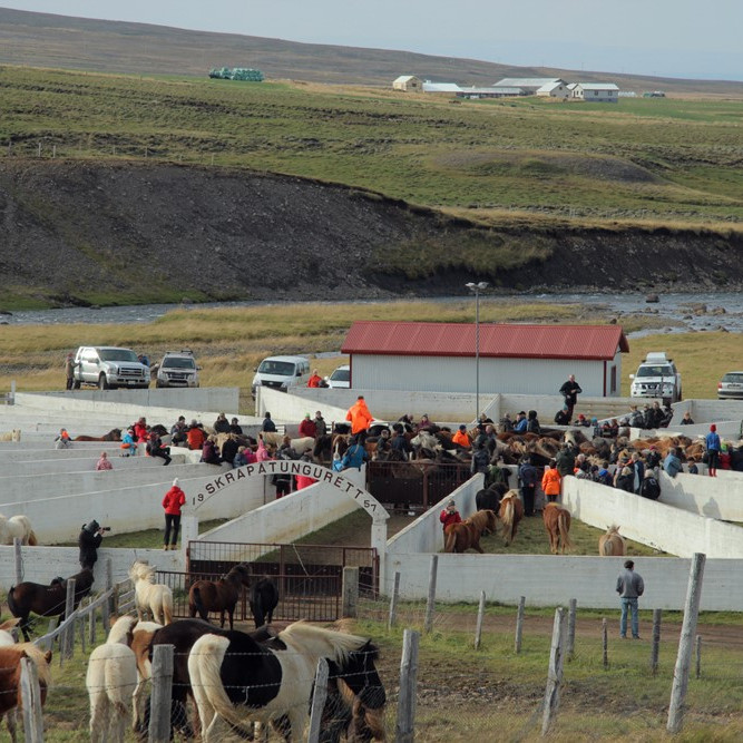 Úr Skrapatungurétt haustið 2014. Mynd: BÞ