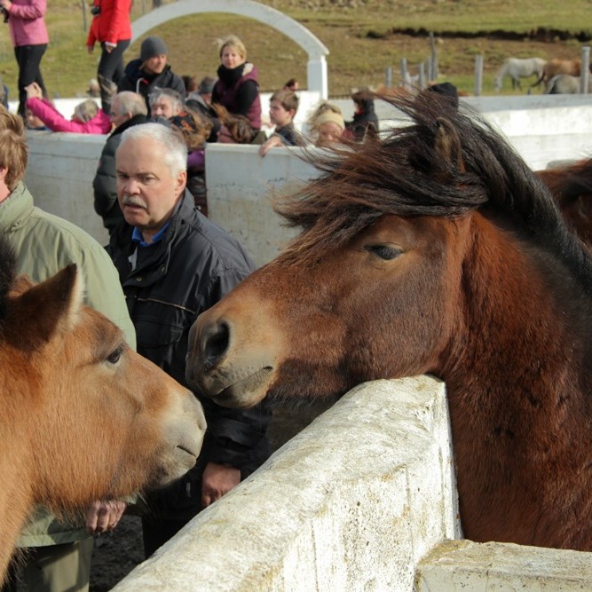 Úr Skrapatungurétt 2014. Mynd: BÞ.
